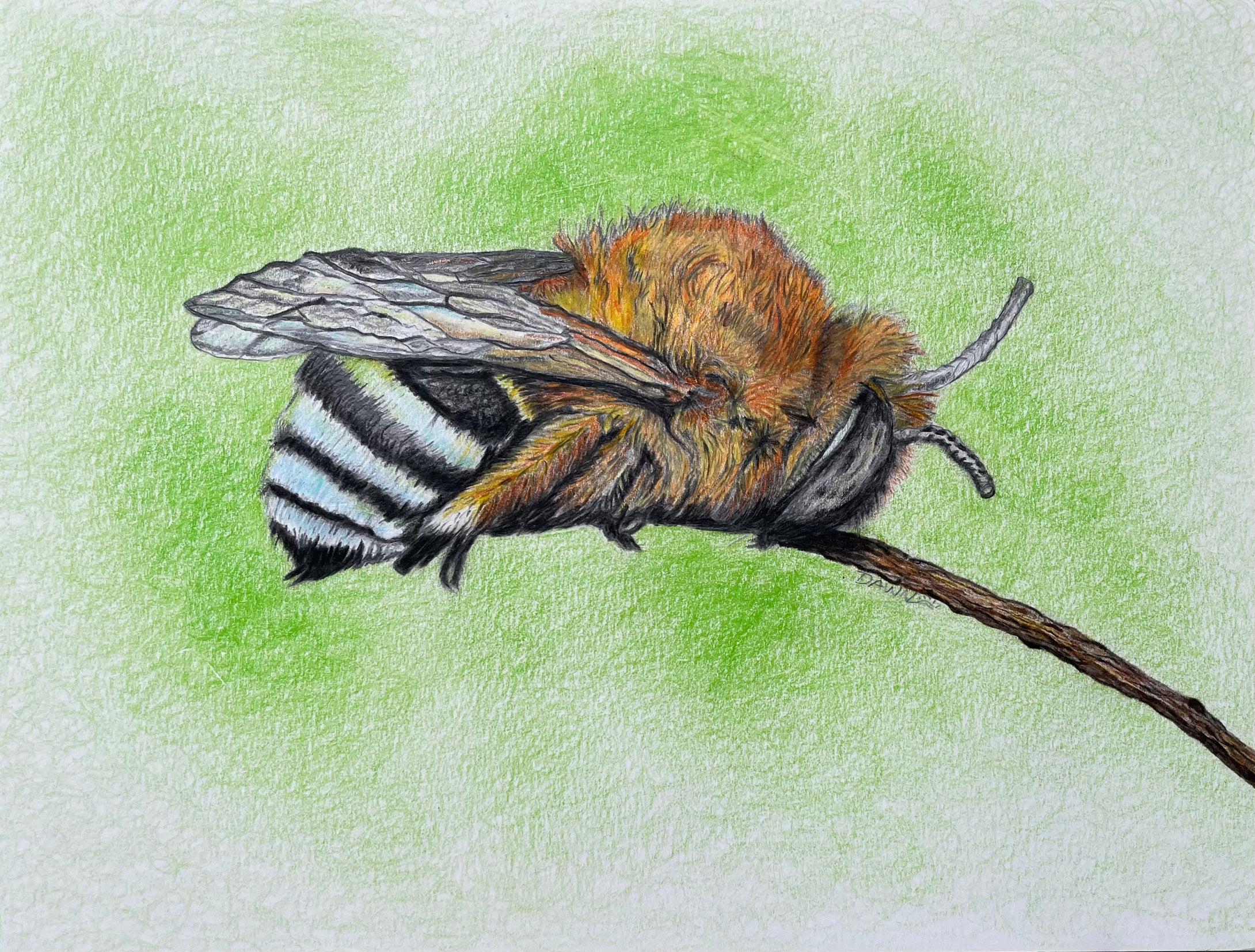 Dawn Bumblebee Sketch